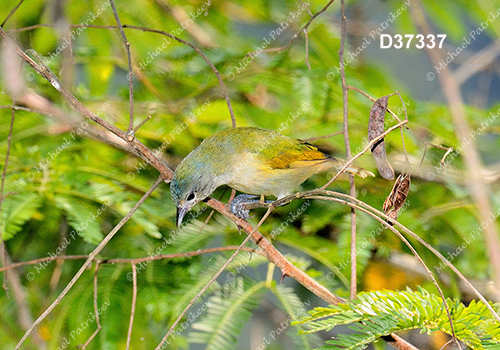 Chestnut-vented Conebill (Conirostrum speciosum)